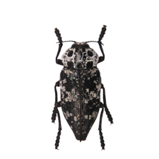 PHAENOGNATHA ANGUSTA