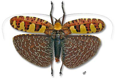 SANAA INTERMEDIA