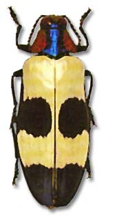 CHRYSOCHROA BUQUETI BUQUETI