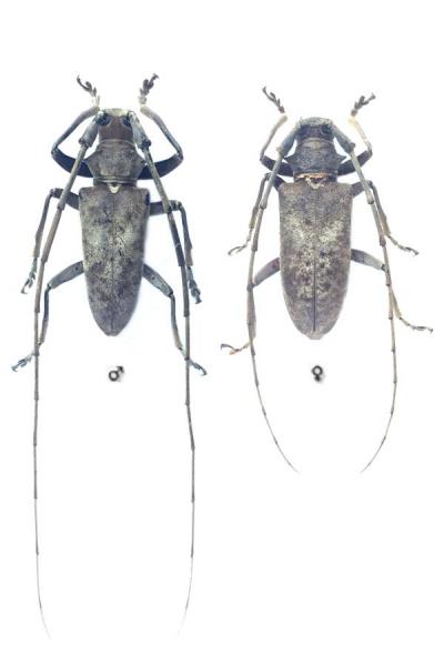 ACALOLEPTA LAEVIFRONS