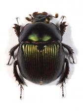 GEOTRUPES SEMIOPACUS