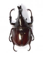 XYLOTRUPES MACLEAYI MACLEAYI