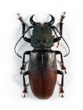 GNATHONYX PICEIPENNIS LONGISCAPIS