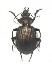 CALOSOMA (CAMPALITA) CHLOROSTICTUM CHLOROSTICTUM