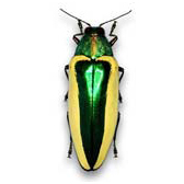 BUPRESTIDAE