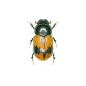 SCARABAEOIDEA APHODIINAE