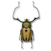 SCARABAEOIDEA EUCHIRINAE