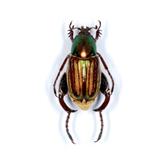 SCARABAEOIDEA GLAPHYRINAE