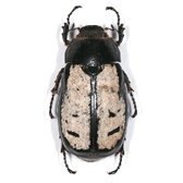 SCARABAEOIDEA MELOLONTHINAE