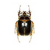 SCARABAEOIDEA PLEOCOMINAE