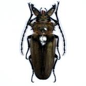 TRICTENOTOMIDAE