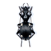 CARABIDAE