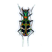 CHRYSOMELIDAE CASSIDINAE