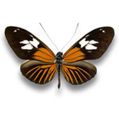 HELICONIDAE