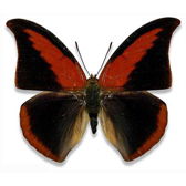 NYMPHALIDAE