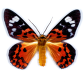 GEOMETRIDAE