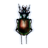 CALOSOMA