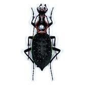 CARABUS