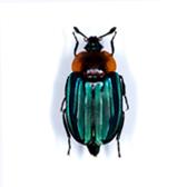 SILPHIDAE