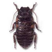 DICTYOPTERES BLATTIDAE