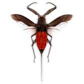 HETEROPTERES NEPIDAE
