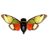 HOMOPTERES CICADIDAE