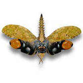 HOMOPTERES FULGORIDAE