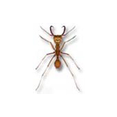 HYMENOPTERES FORMICIDAE