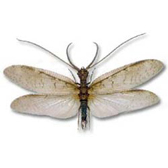 MEGALOPTERES CORYDALIDAE