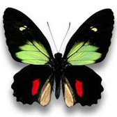 PAPILIONIDAE