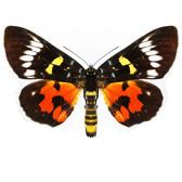 AGARISTIDAE