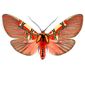 ARCTIIDAE