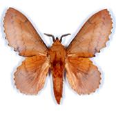 LASIOCAMPIDAE