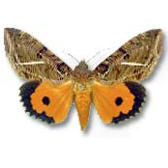 NOCTUIDAE