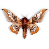 SATURNIIDAE
