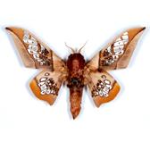 SATURNIIDAE