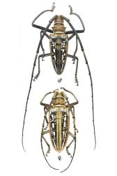 BATOCERA WALLACEI