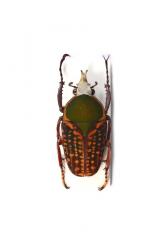 MEGALORHINA HARRISI LEPTOFURCOSA