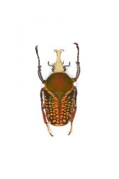 MEGALORHINA HARRISI LEPTOFURCOSA