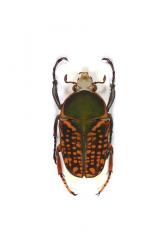 MEGALORHINA HARRISI LEPTOFURCOSA