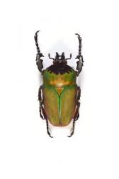 COMPSOCEPHALUS (STEPHANOCRATES) BENNIGSENI