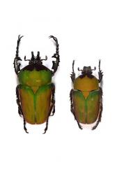 COMPSOCEPHALUS (STEPHANOCRATES) BENNIGSENI