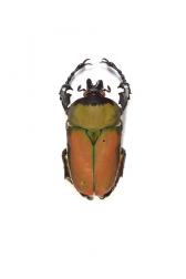 COMPSOCEPHALUS (STEPHANOCRATES) BENNIGSENI