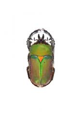 COMPSOCEPHALUS (STEPHANOCRATES) BENNIGSENI