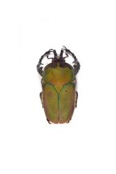 COMPSOCEPHALUS (STEPHANOCRATES) BENNIGSENI