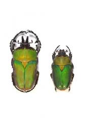 COMPSOCEPHALUS (STEPHANOCRATES) BENNIGSENI