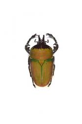 COMPSOCEPHALUS (STEPHANOCRATES) BENNIGSENI