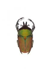 COMPSOCEPHALUS (STEPHANOCRATES) BENNIGSENI