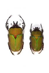 COMPSOCEPHALUS (STEPHANOCRATES) BENNIGSENI