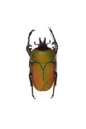 COMPSOCEPHALUS (STEPHANOCRATES) BENNIGSENI